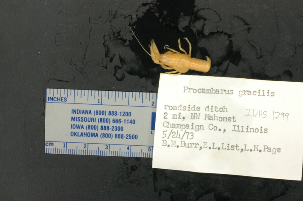 Procambarus gracilis image